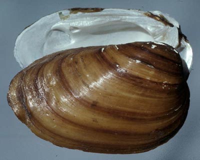 Southern Clubshell