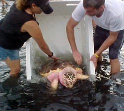 Loggerhead Sea Turtle Released