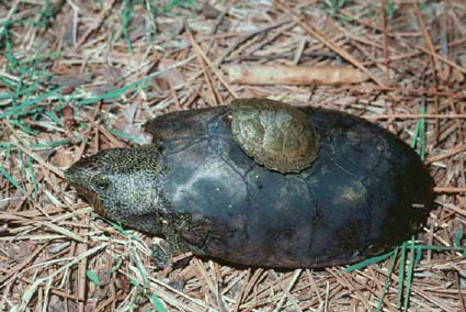 Flattened musk turtles