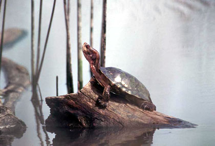 Endangered Western Pond Turtle